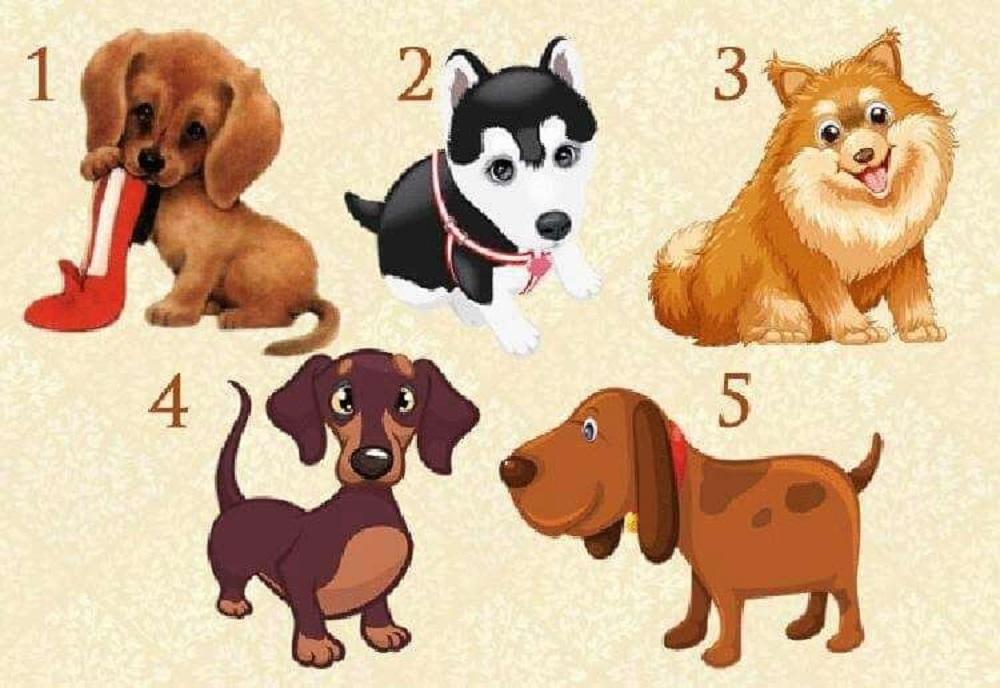 Тест про собак. Выбери собаку. Собака подходит картинка. Выбор собаки. Выбрать щенка.