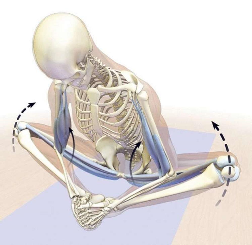 Зажим в пояснице. Приструнить седалищный нерв.. Подвздошно поясничная мышца и седалищный нерв. Подвздошно-поясничная мышца анатомия. Подвздошно-поясничная мышца упражнения.