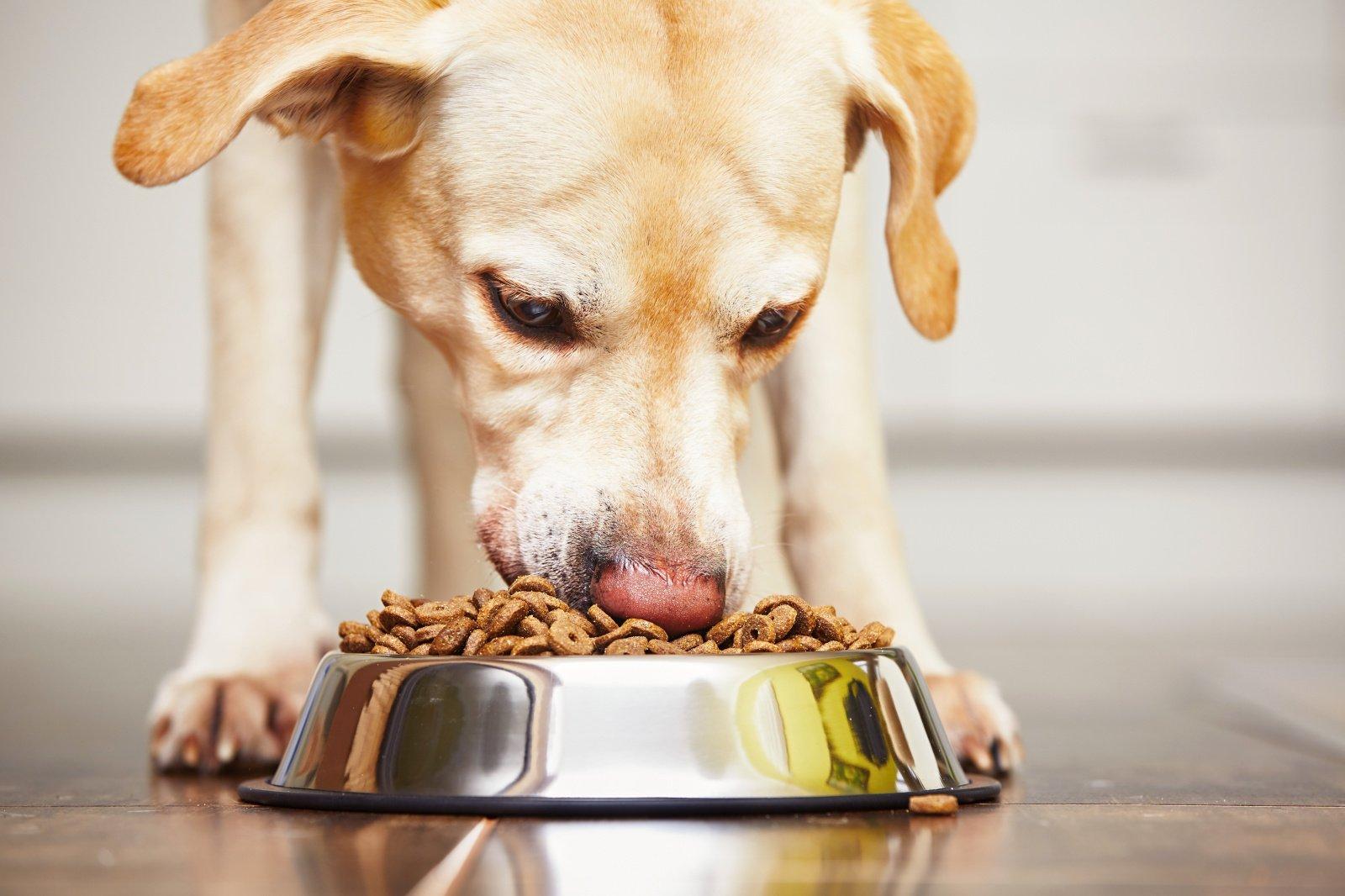 Основные принципы правильного кормления собаки