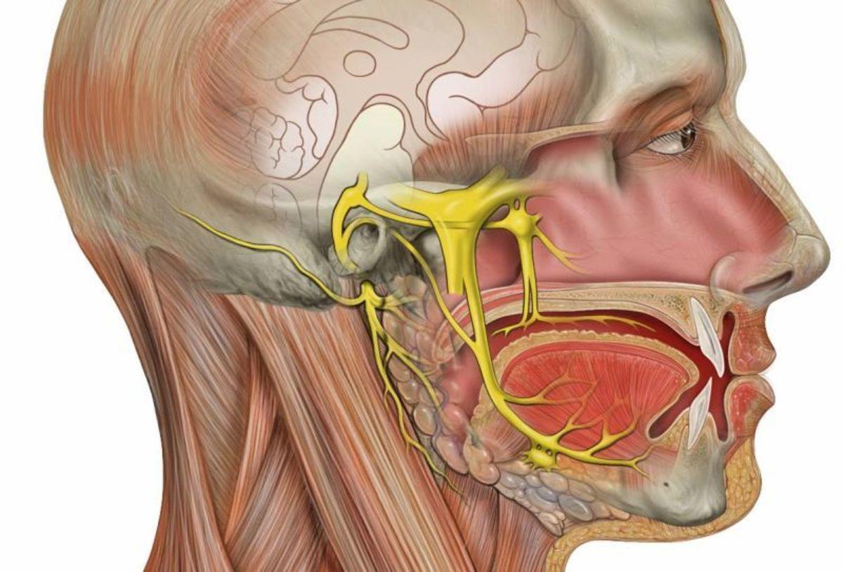 3 лицевой нерв. Ризотомия тройничного нерва. Защемление тройничного нерва. Ганглионит подчелюстного узла. Neuralgia тройничный нерв.