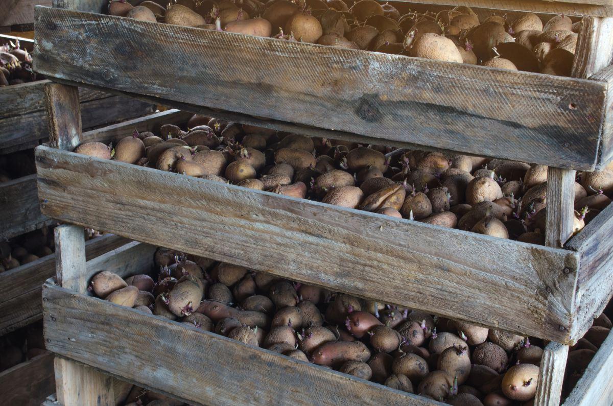 Кербовка картофеля. Посадка картофеля в деревянные короба. Миниклубни картофеля. Выращивание картофеля в промышленных масштабах.