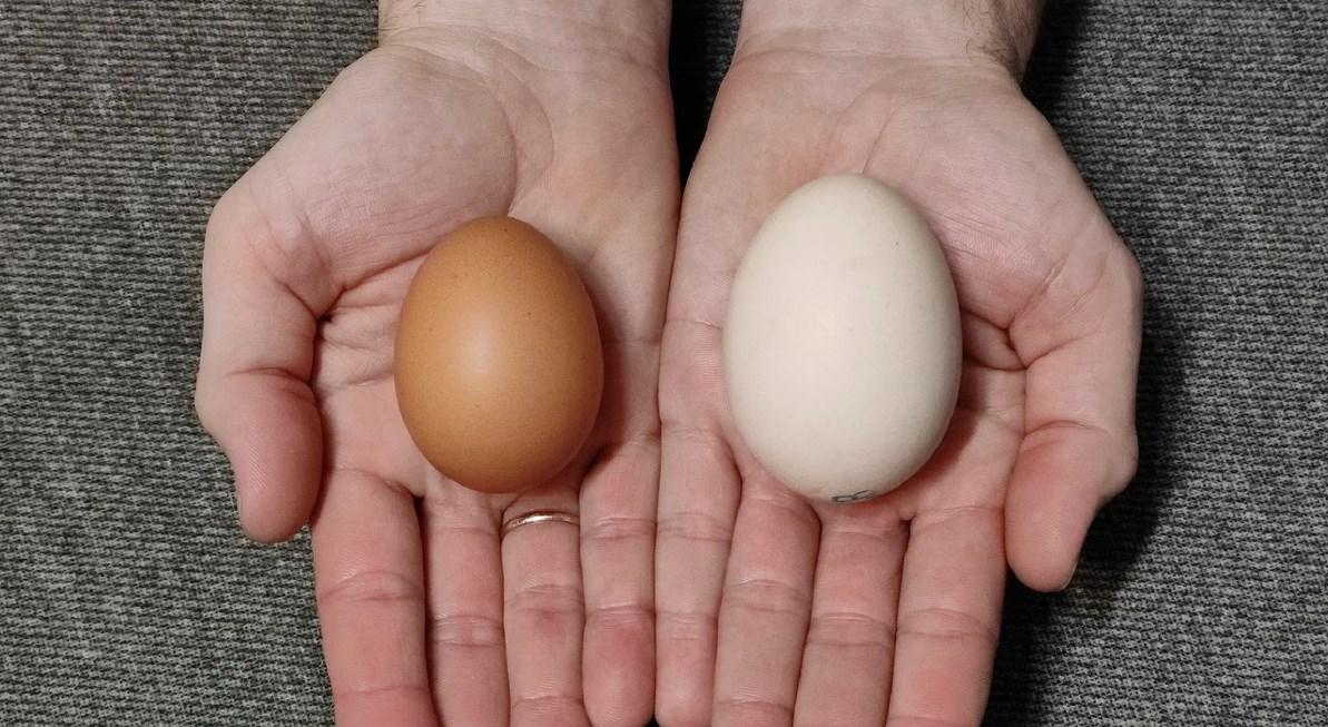 Какие яйца лучше покупать белые или коричневые?