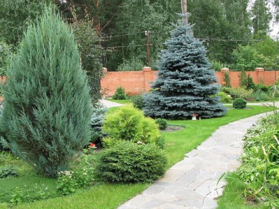 Почему нельзя сажать елки во дворе дома?